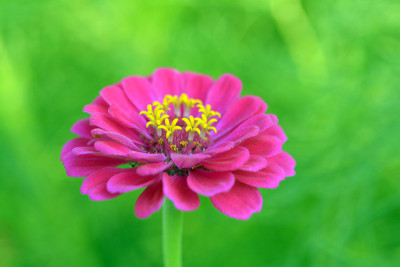 Zinnia花