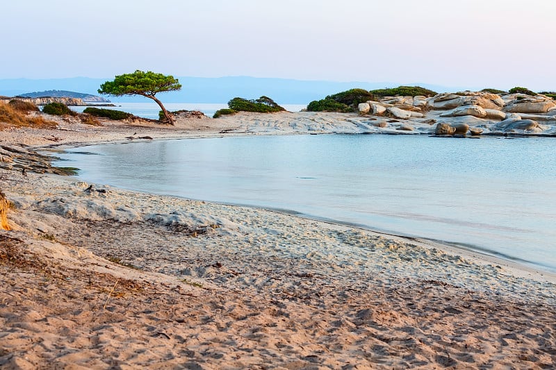 松树，Karidi海滩，vourvouu，希腊