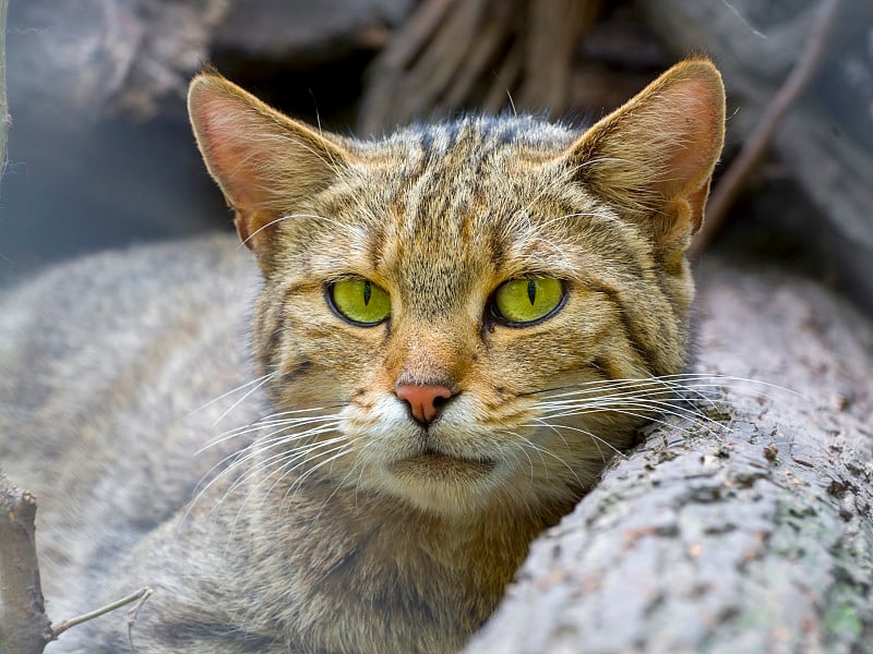 欧洲野猫