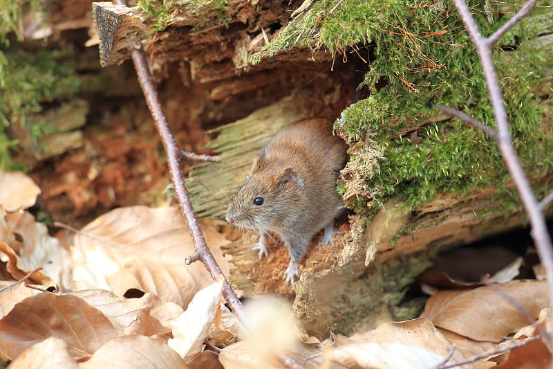 库田鼠(Myodes glareolus;(原名Clethrionomys glareolus)德国