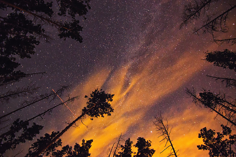 有星星和树木的夜空。英仙座流星群