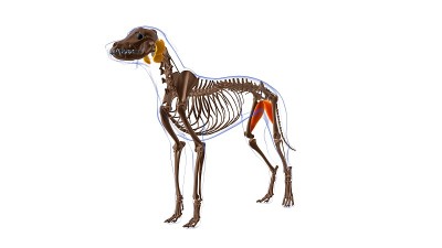 内收肌狗肌肉解剖医学概念3D