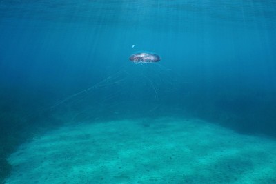 海蜇水下海洋自然光
