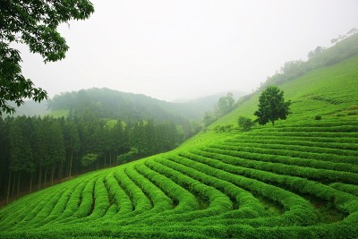 绿茶领域