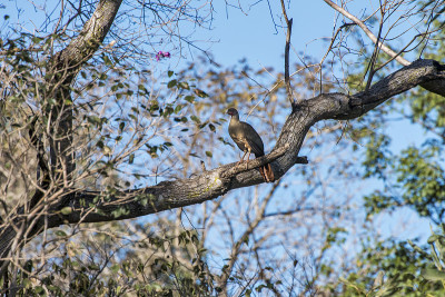 查科Chachalaca photographed在Corumbá,南马托格罗索。潘塔纳尔生物，巴西