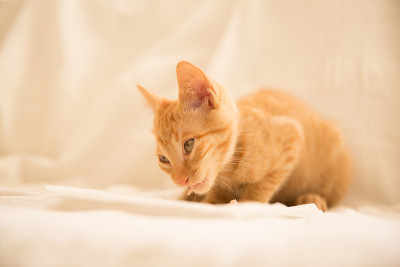 红色的毛茸茸的小猫