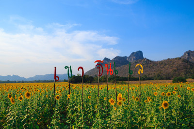 向日葵田，夏日风景