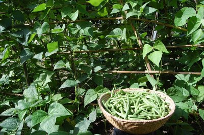 在红花菜豆的前面，一个装满青豆的碗的侧视图。