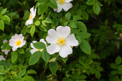 花园里的蔷薇花