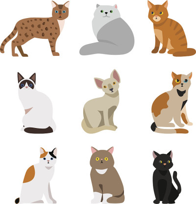 猫品种可爱的宠物动物集