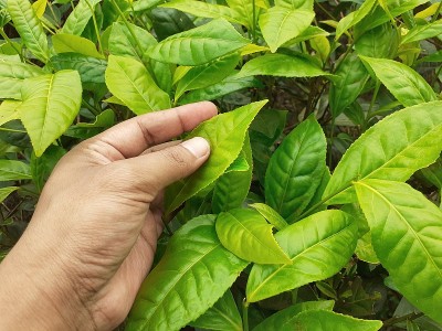 男手捧绿茶叶