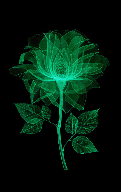 透明花朵色泽鲜艳