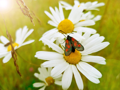 美丽的小黑红蝴蝶(Zygaena filipendulae)在雏菊花在一个晴朗的日子。特写镜头，选择