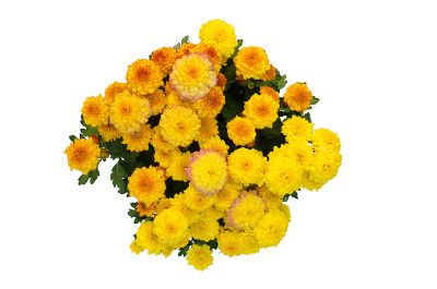 菊花孤立在白色背景上