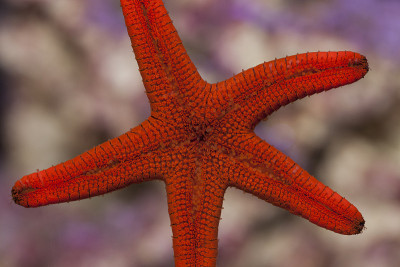 红色海星粘在水族馆玻璃上