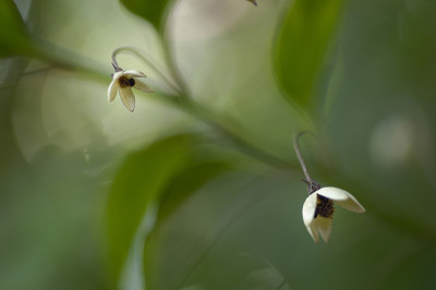 鲜花和植物