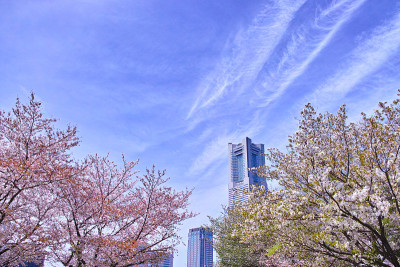 樱桃树和高层建筑