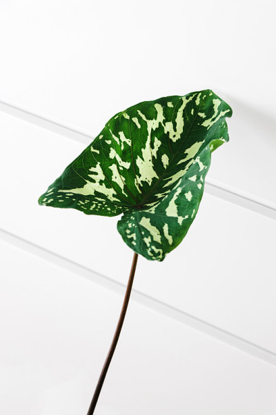 热带植物