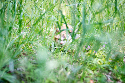 野猫