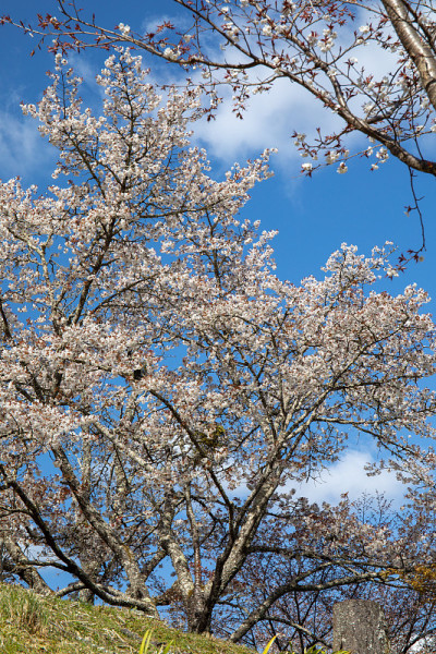 吉野山的樱花