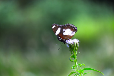 Eggfly蝴蝶