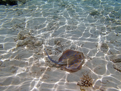 在红海里浮潜
