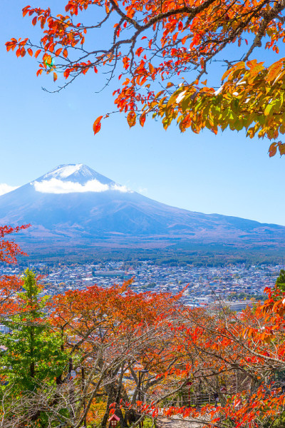 秋叶和富士山