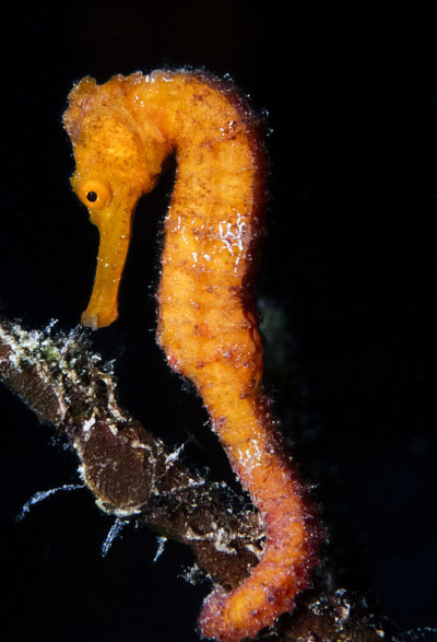 longnose海马,海马trimaculatus)