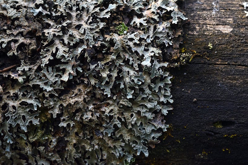 Moss and lichen