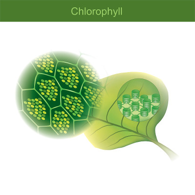 Chlorophyll is a green photosynthetic pigment foun