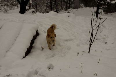 印度狗在大自然的雪地上奔跑和玩耍