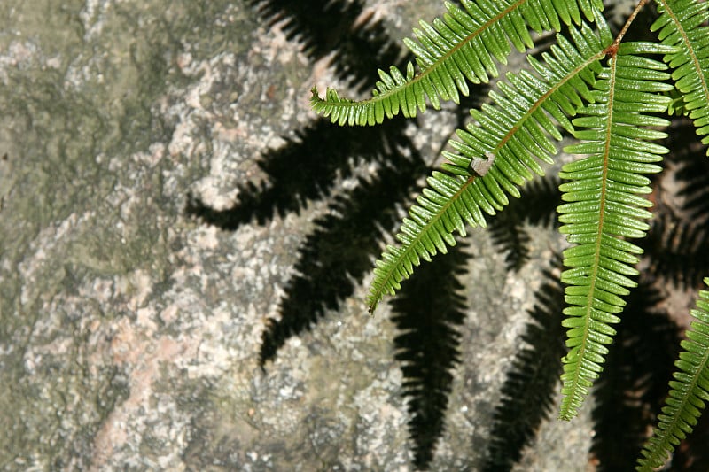 米仙山，宫岛，日本