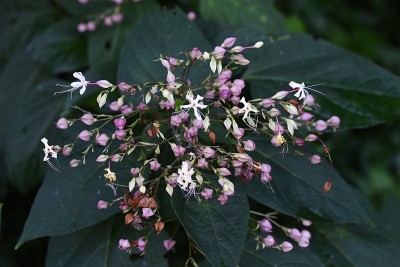 花和浆果。