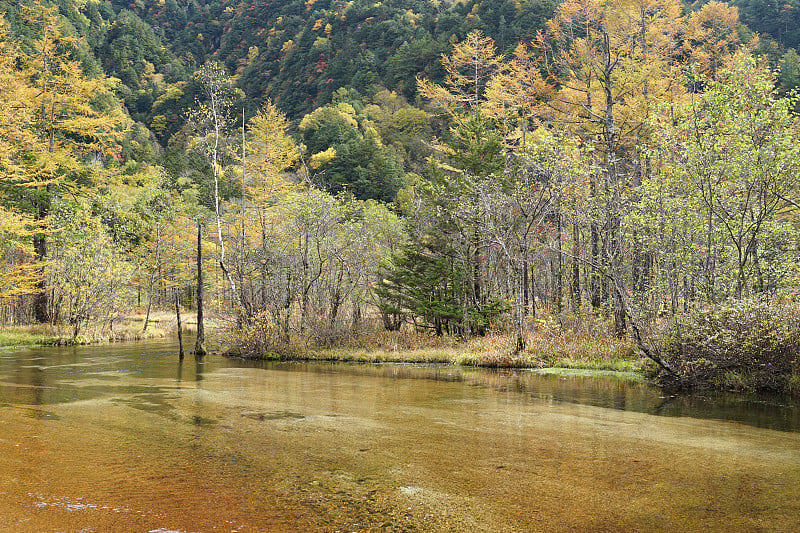 美丽的水晶清澈的水河景观与山的背景在日本阿尔卑斯山上高内