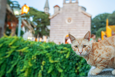 红猫在布瓦古城的街道上。