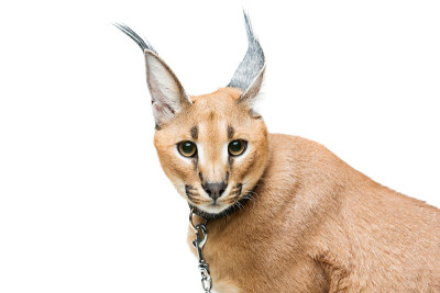 美丽的猞猁孤立在白色