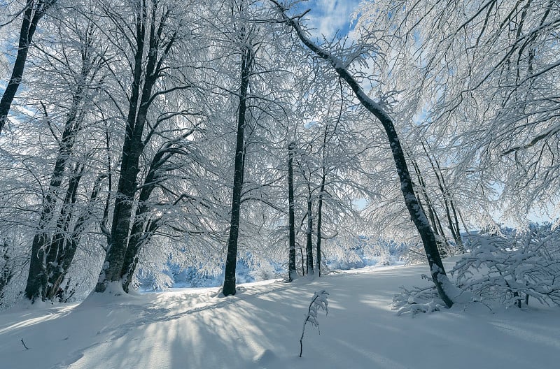 冬天。寒冷的地方到处都被雪覆盖着，很滑。Uludag国家公园。囊,土耳其。