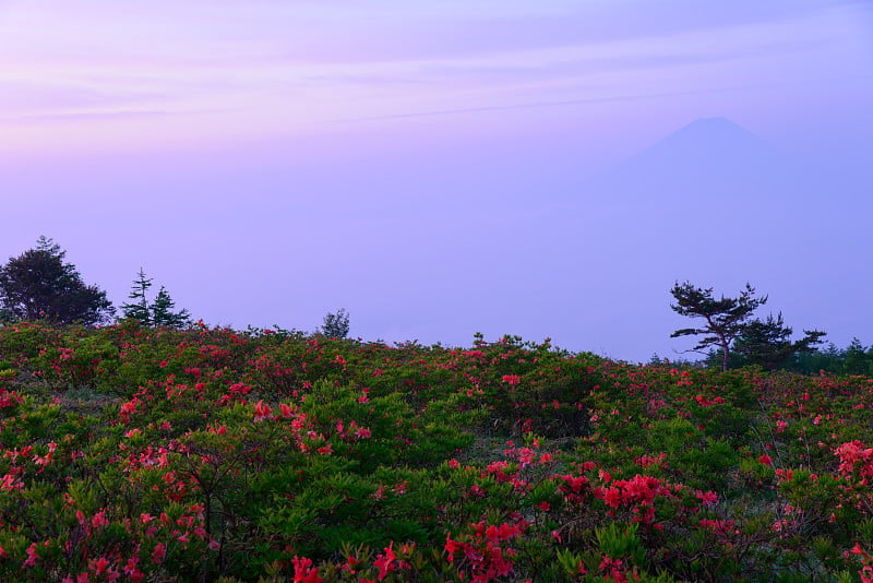 山梨县Nirasaki的Amariyama和日本杜鹃花峰顶