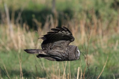 大灰猫头鹰(Strix nebulosa)瑞典