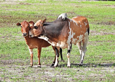 婆罗门牛(Bos taurus indicus)深情地亲吻着另一只