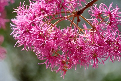 Arupo树的花