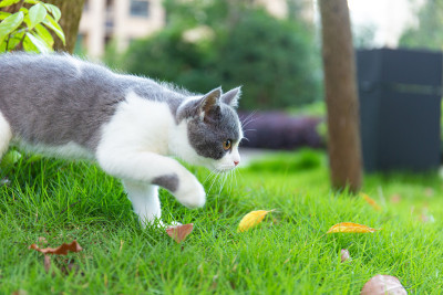 这只纯种英国短毛猫宝宝在户外公园草坪上散步玩耍