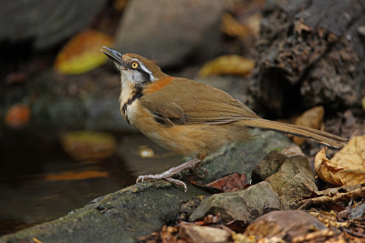 小民族Laughingthrush