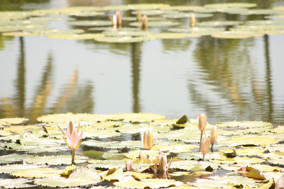 莲花