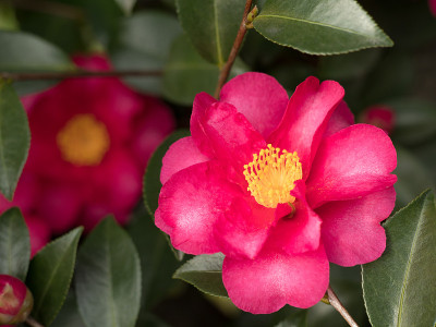 油茶花