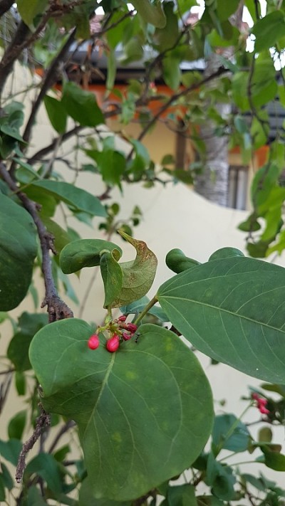 花和蚂蚁
