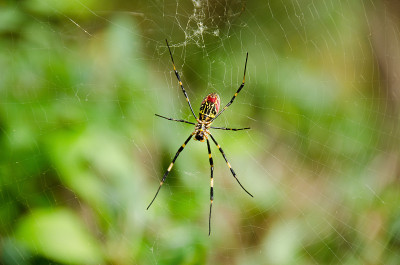 蜘蛛,蜘蛛clavata