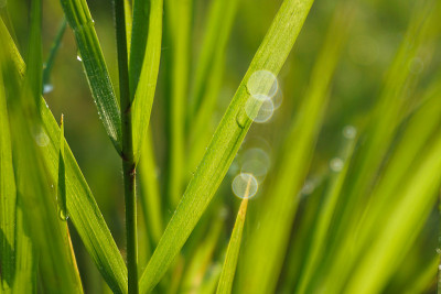 雨后的绿草