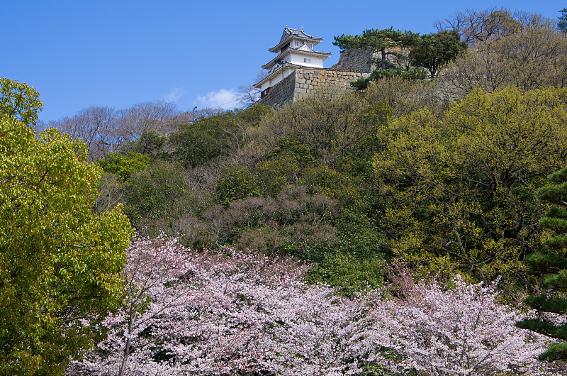 春天的Marugame城堡