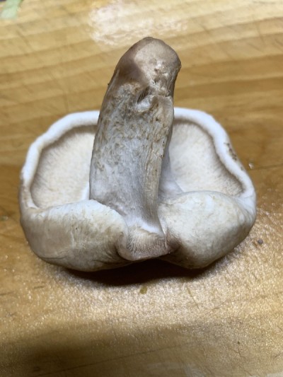 形状像生殖器的蘑菇